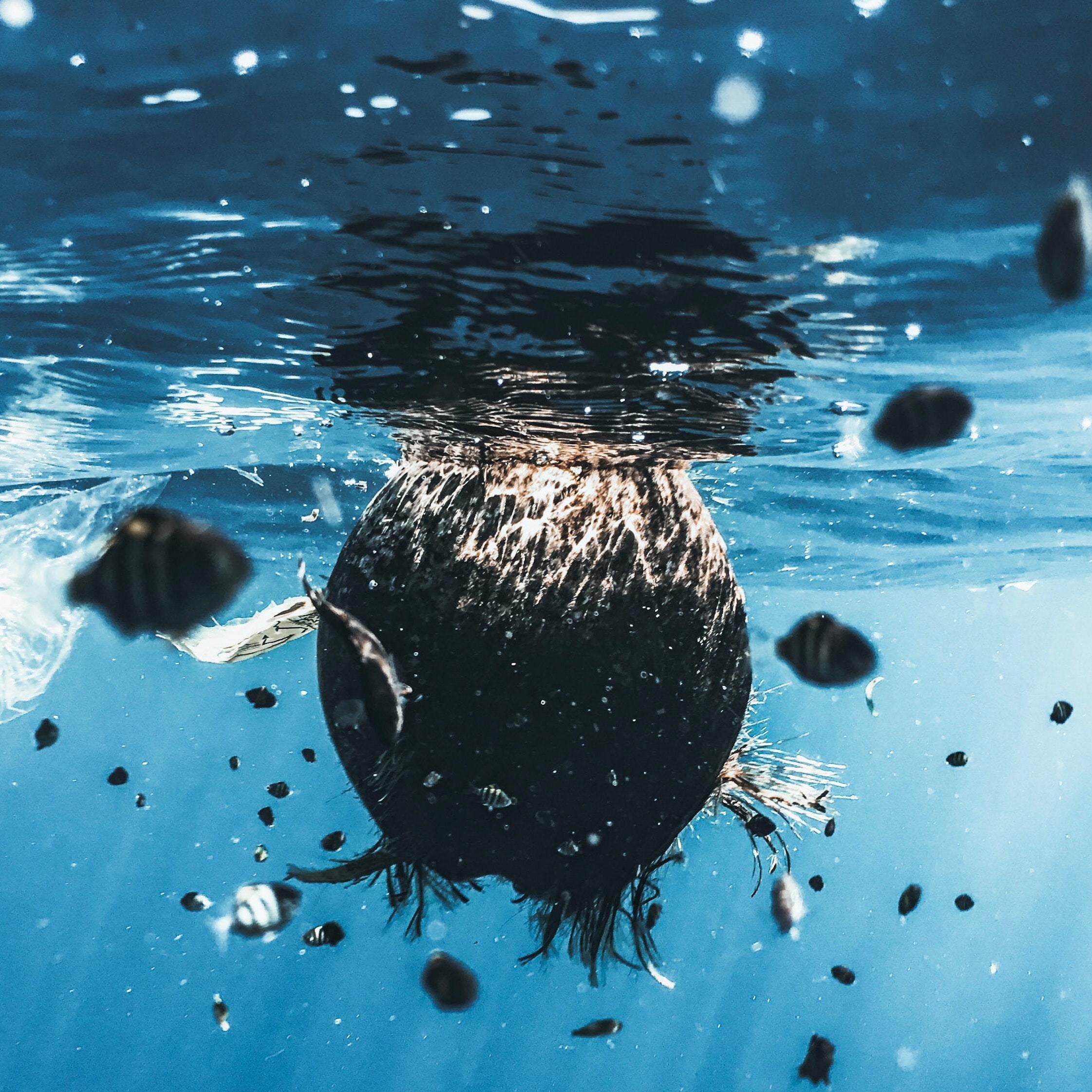 Small Steps to Reduce Your Plastic Pollution