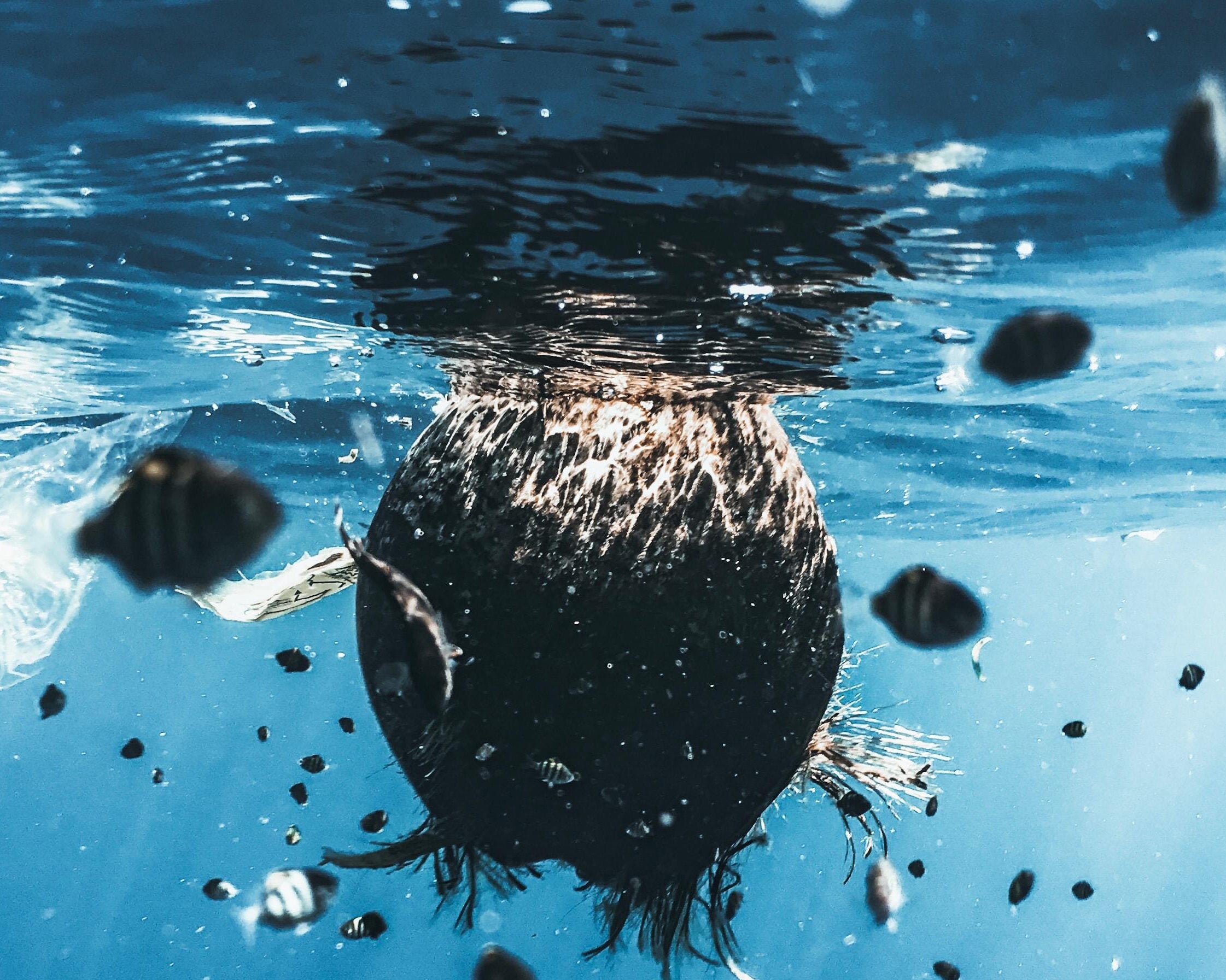 Small Steps to Reduce Your Plastic Pollution